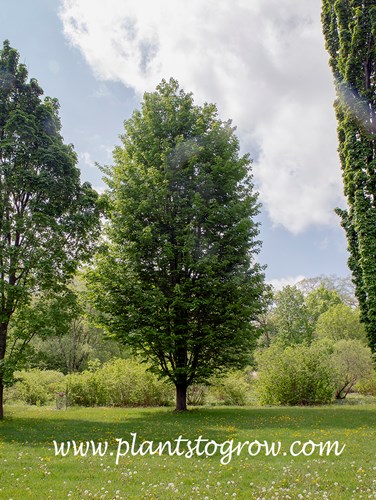 Olmsted Norway Maple (Acer platanoides)
This is an upright columnar Maple cultivar.